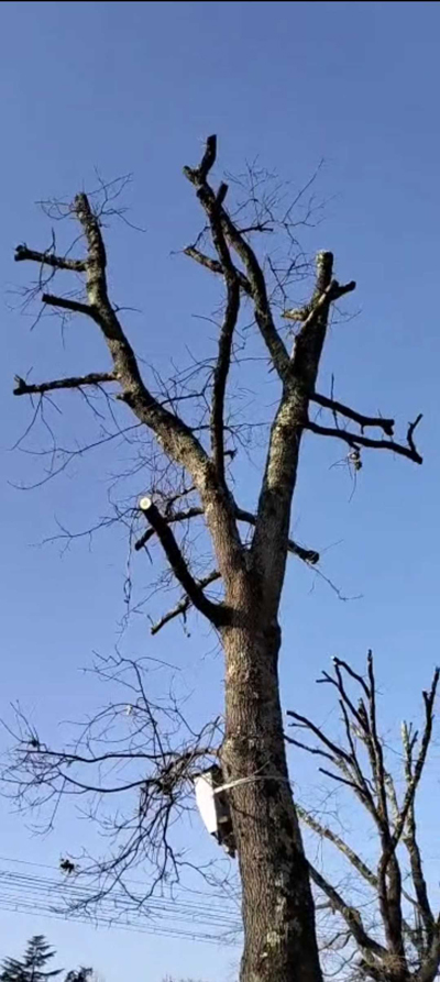 En savoir plus sur : Elagage d’un chêne