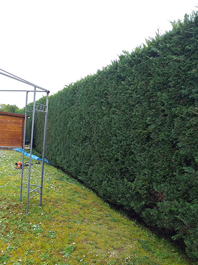 En savoir plus sur : Taille de haies de thuyas de plus de 2 mètres